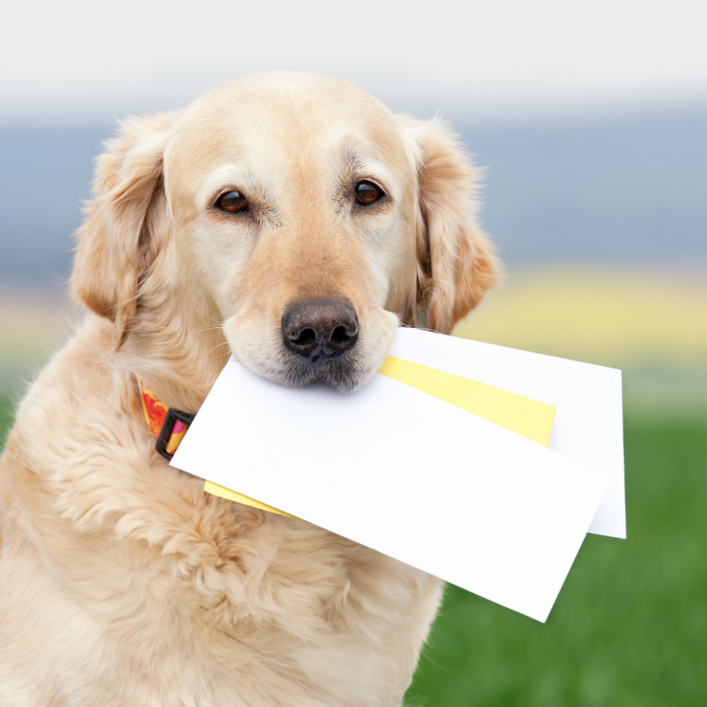 Image of a dog with mail in its mouth.